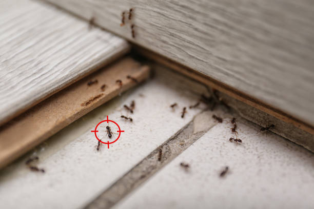 Best Wasp Removal Services  in Wauregan, CT