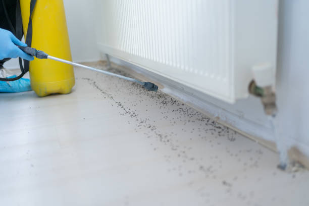 Reliable Wauregan, CT Pest Control Solutions