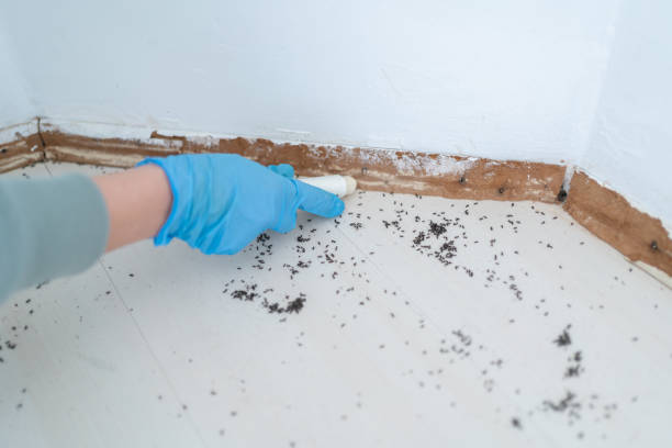 Best Local Pest Control Services  in Wauregan, CT