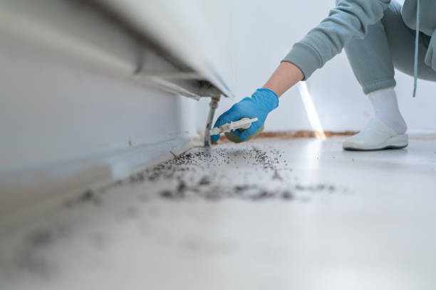 Best Pest Inspection Near Me  in Wauregan, CT